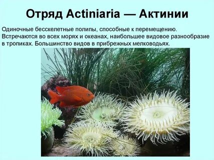 К какому классу относится актиния