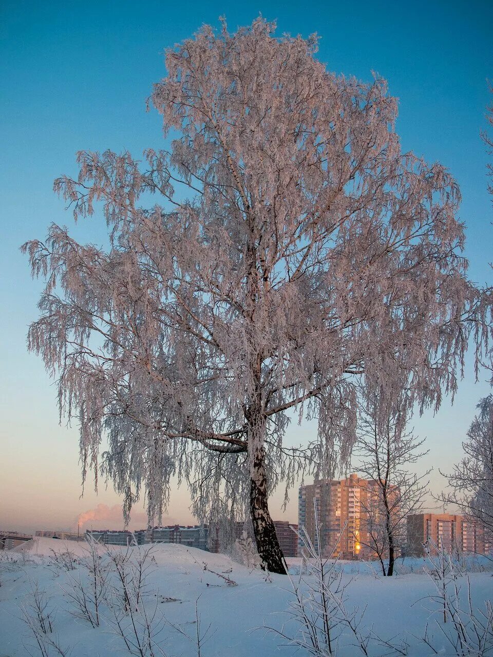 Зимняя березка. Фет зимняя берёза. Береза бородавчатая зимой. Береза бородавчатая. Береза бородавчатая зима.