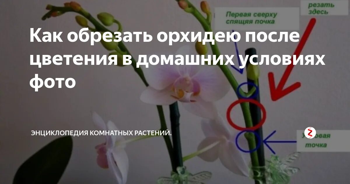 Как ухаживать за орхидеей в домашних условиях правильно: советы и секреты