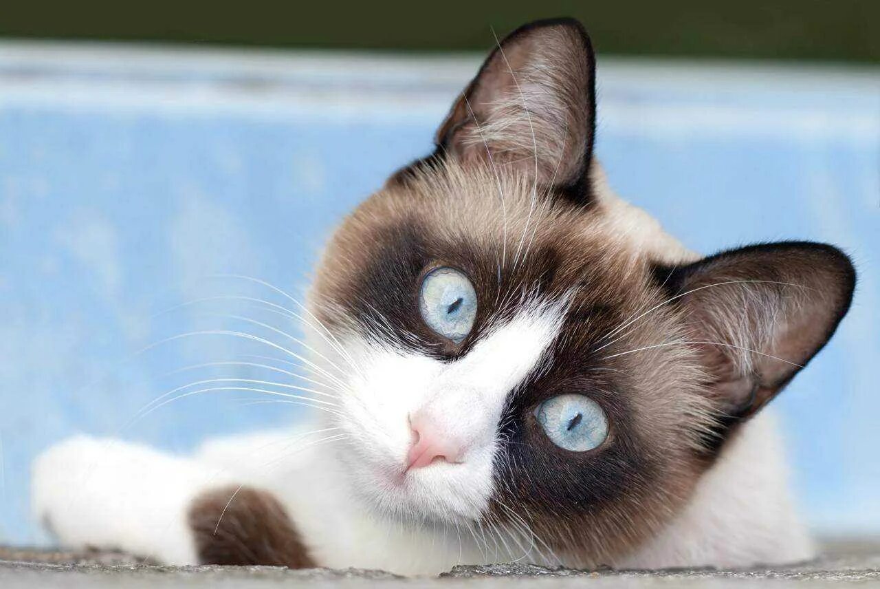 Порода кошек сноу. Сноу-Шу кошка. Сиамский Сноу-Шу. Сиамский кот Сноу Шу. Тайская порода кошек Сноу Шу.