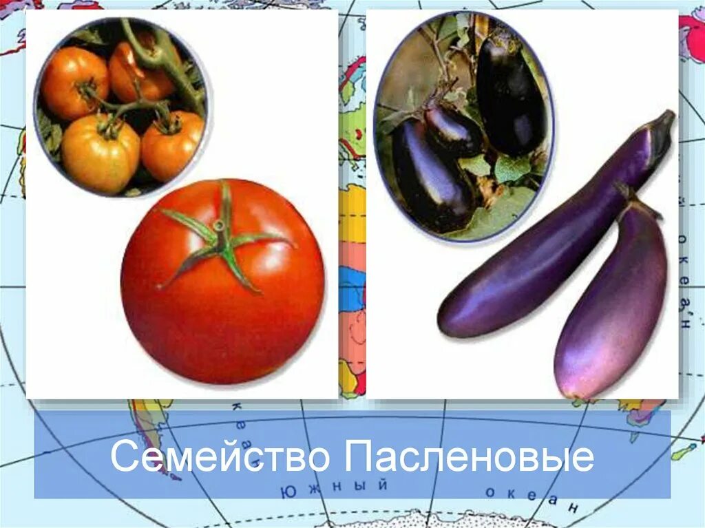 Пасленовые овощи это. Группа пасленовых овощей. Продукты семейства пасленовых. Паслёновые овощи и фрукты. Семейство пасленовых список.