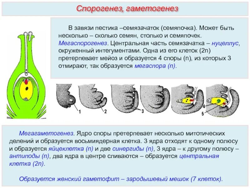 Гинецей мегаспорогенез. Мегаспорогенез у покрытосеменных. Завязь и семязачаток. Клетки семязачатка. Макроспора образуется в результате