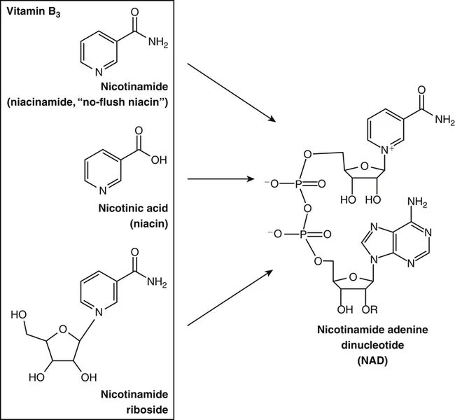 Витамин b3 никотинамид формула. Ниацин структура. Активная форма никотинамида. Никотинамид рибозид. Витамин с с ниацинамидом можно