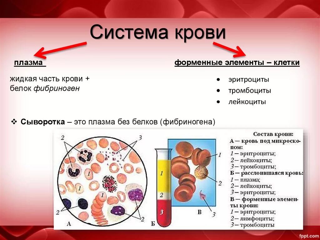 Лейкоциты группа крови. Состав тромбоцитов в крови. Тромбоциты и сыворотка в составе плазмы. Энаргонная структура крови. Ограничитель по фонью тромбоциты.