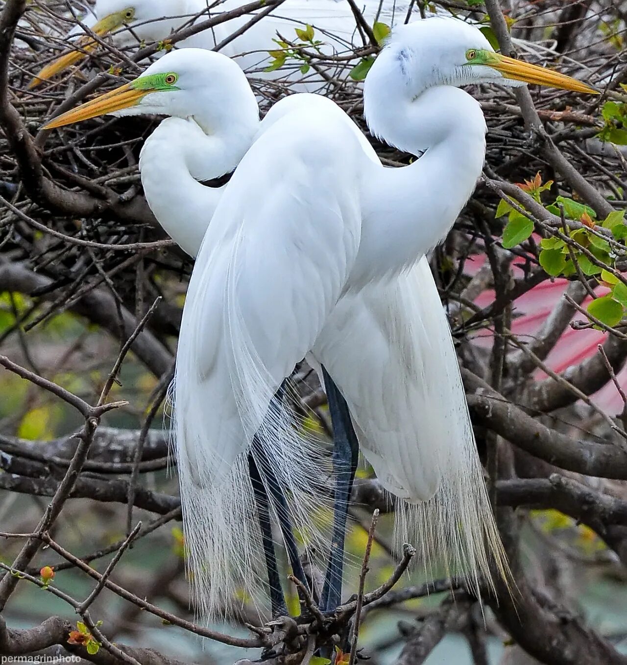Огромные белые птицы. Цапля альбинос. Эгрета цапля. Великий белый эгрет птица. Большая белая цапля.