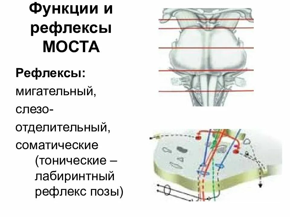 Мост рефлексы. Рефлекторная функция варолиева моста. Варолиев мост рефлекторная функция. Варолиев мост рефлексы. Рефлексы моста в головном мозге.