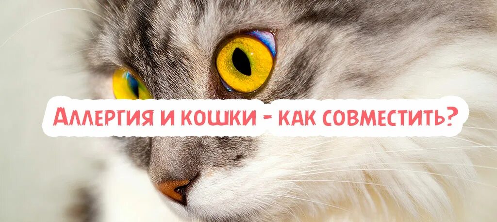 Кошки на которых нет аллергии. Кошки на которых нет аллергии