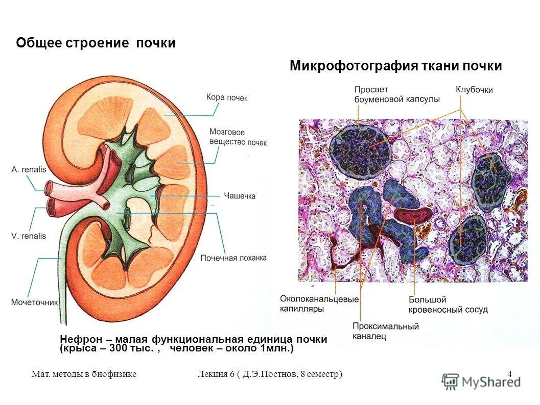 Какие клетки в почках