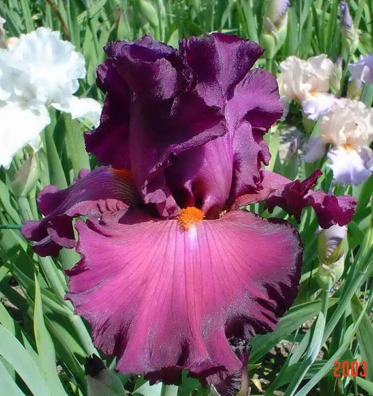 Ирис карликовый литтл шадоу. Star iris. Ирис star surge. Ирис германика. Ирис broadway star.