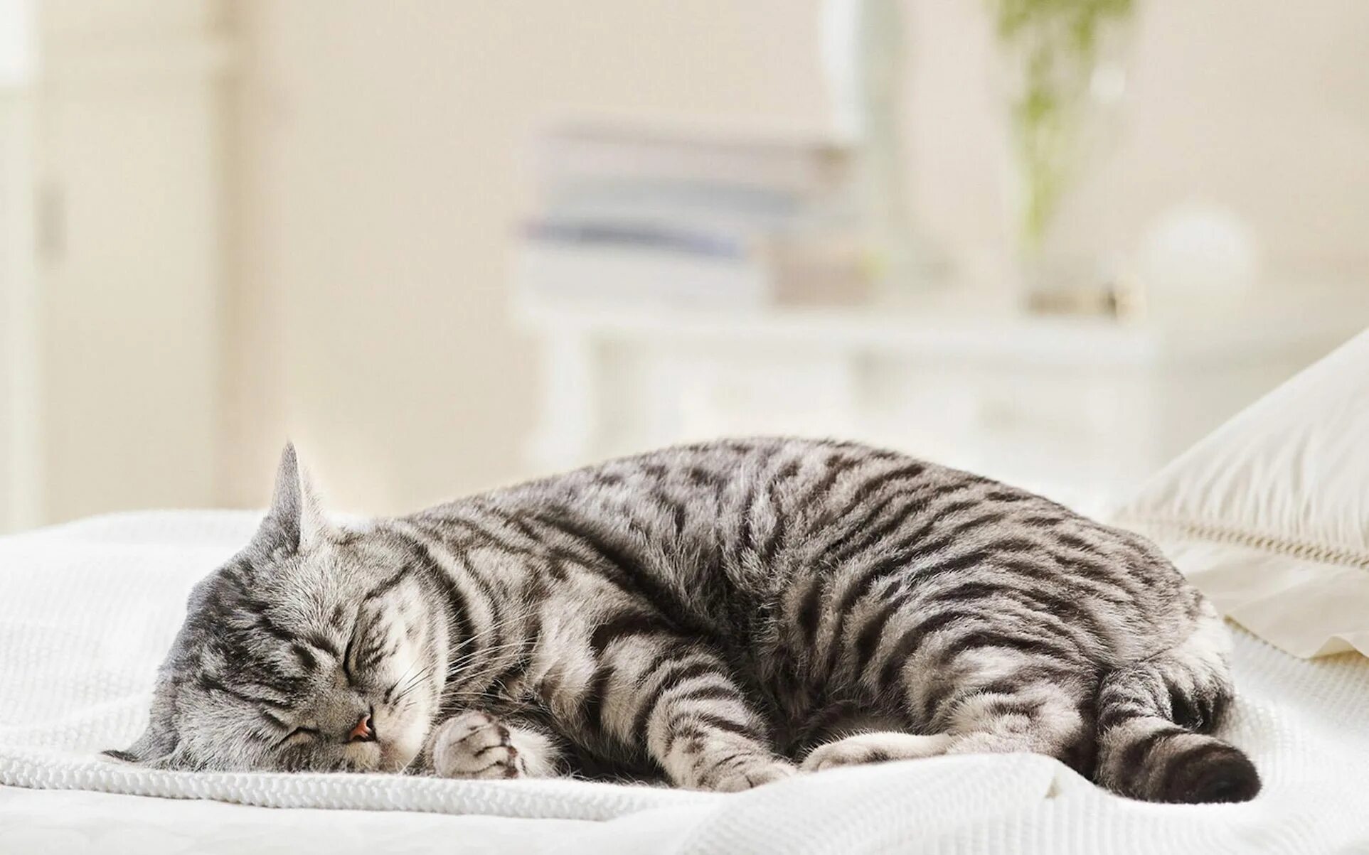 Ist das katze