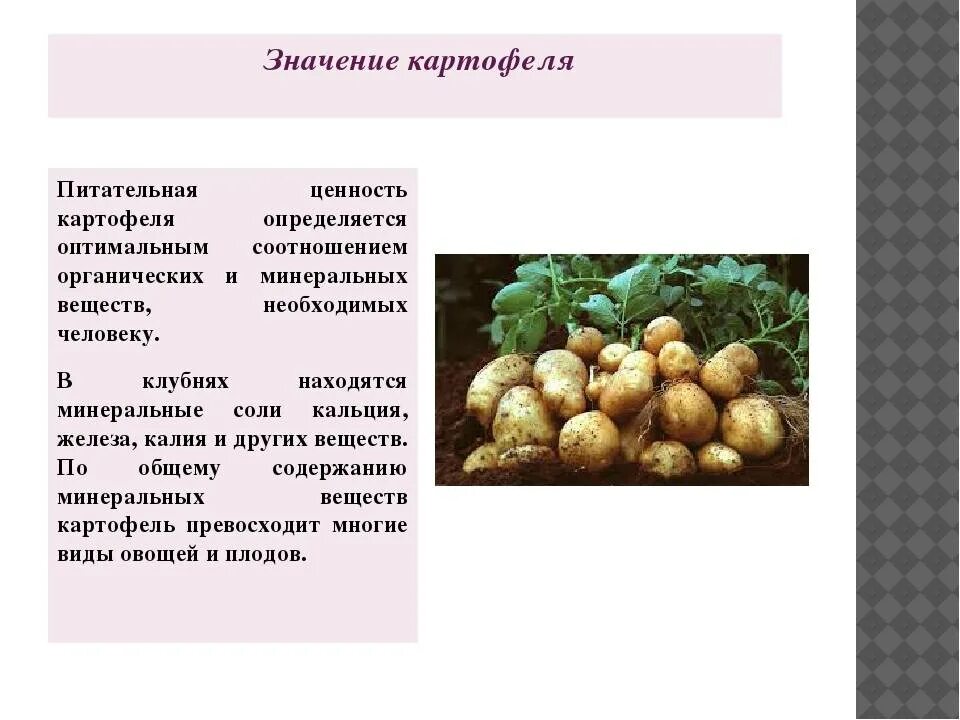 Картофель какая среда. Картофель культурное растение. Особенности выращивания картофеля. Картофель презентация. Описание картофеля.