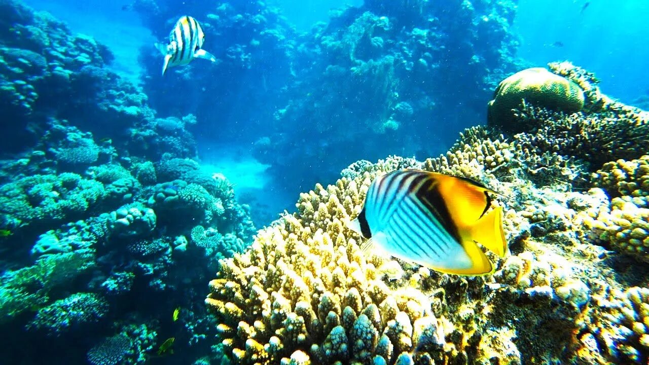 Красное море. Коралловый риф в шарм эль шейхе. Подводный мир египта шарм-эль-шейх. Рифы в египте. Батискаф шарм-эль-шейх.