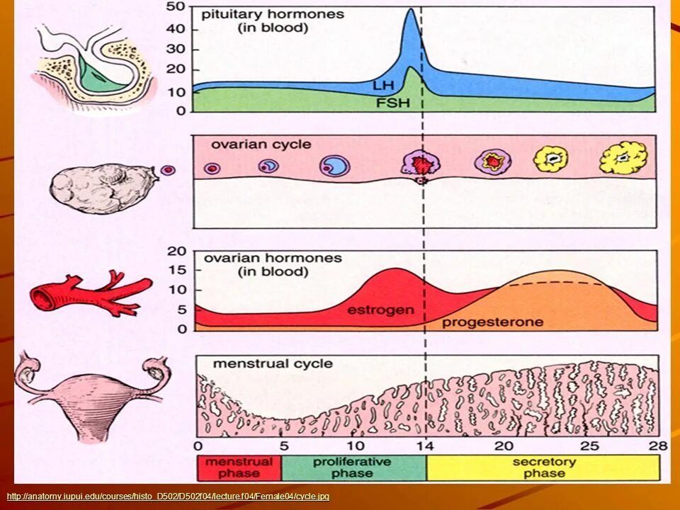 Менструальный цикл. Менструальный цикл схема. Менструальный цикл анатомия. Понятие менструального цикла. Второй цикл менструационного цикла