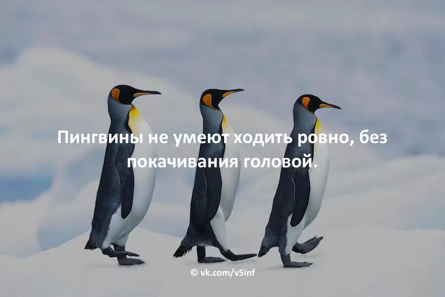 Пингвины не умеют летать. Пингвин умеет летать. Летающий пингвин. 17 видов пингвинов. Пингвины не умеют летать.