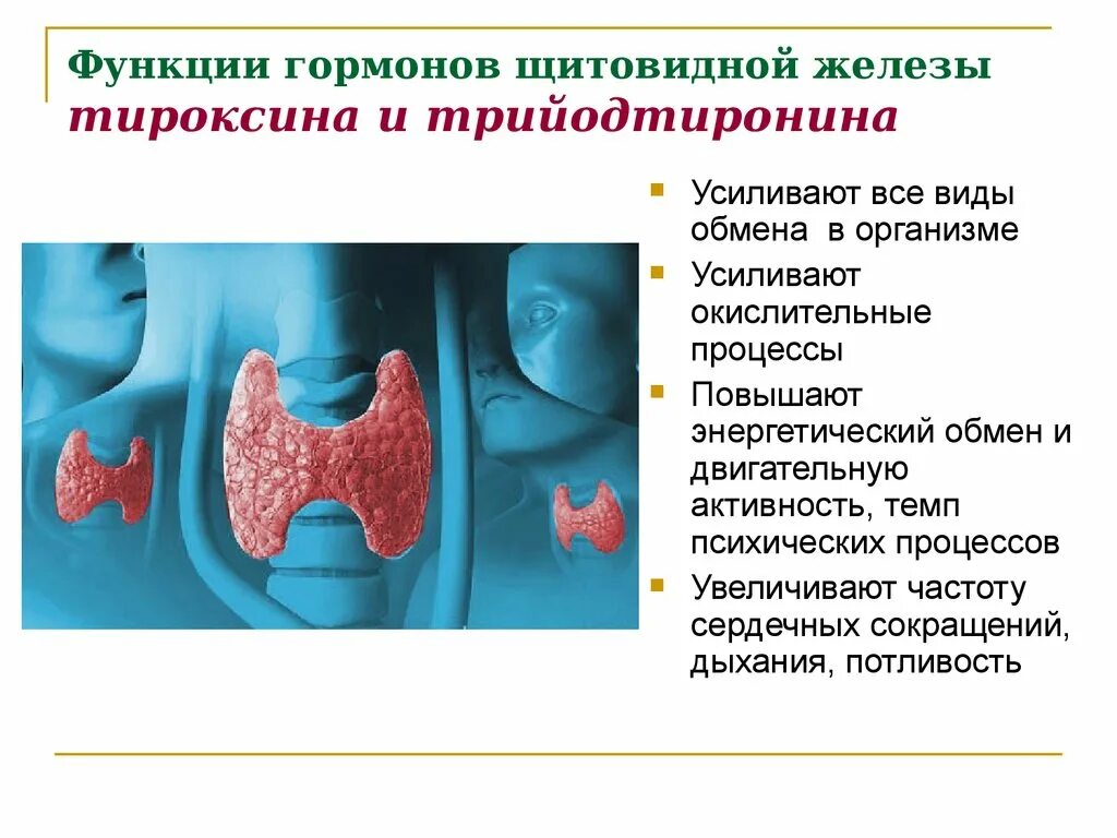 Повышена функция щитовидной. Функции тироксина щитовидной железы. Тироксин гормон щитовидной железы функции. Функции тиреоидных гормонов щитовидной железы. Функции регулируемые гормонами щитовидной железы.