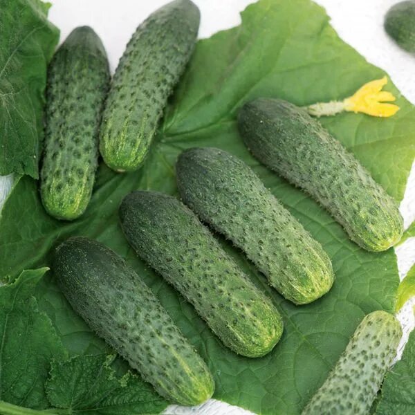 Огурец пилигрим f1. Bistan xiyar turshusu. Семена огурец форсаж f1. Форсаж семена огурца. Сорт огурца форсаж f1.