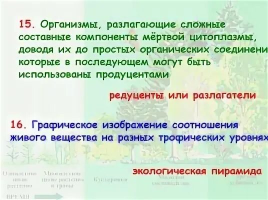 Разлагают органические вещества до минеральных