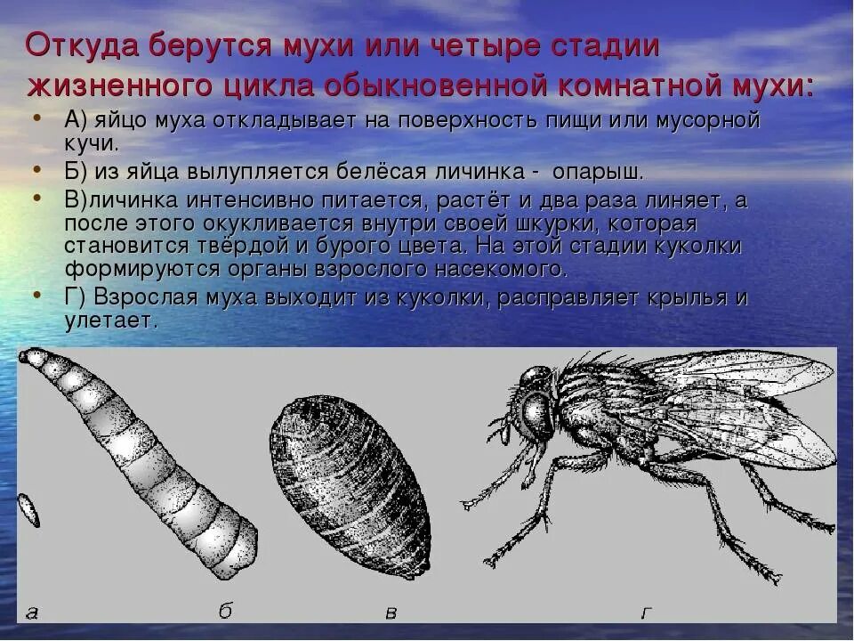 Откуда берутся мухи. Откуда берутся мухи в закрытом помещении. Цикл развития мухи обыкновенной. Откуда появляются мухи.