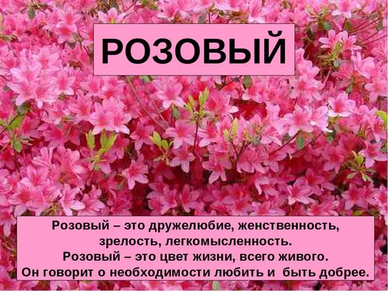 Почему розовый назвали розовым. Розовый цвет в психологии. Что означает розовый цвет. Психология цветов розовый. Розовый цвет психология цвета.