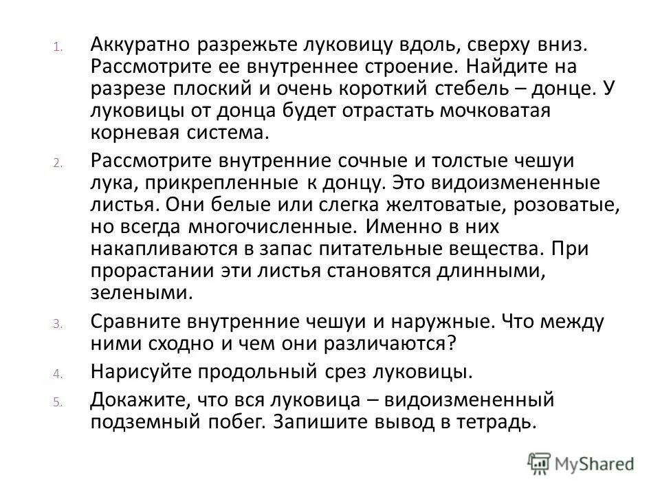 лабораторная работа строение луковицы вывод