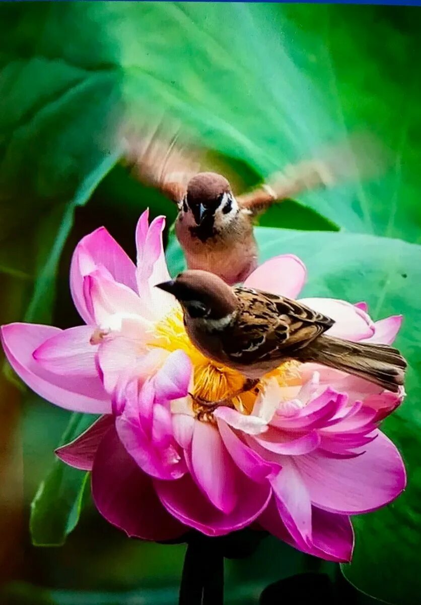 Птицы утром. Цветы и птицы. Утро птицы. Цветы и животные. Природа птицы.