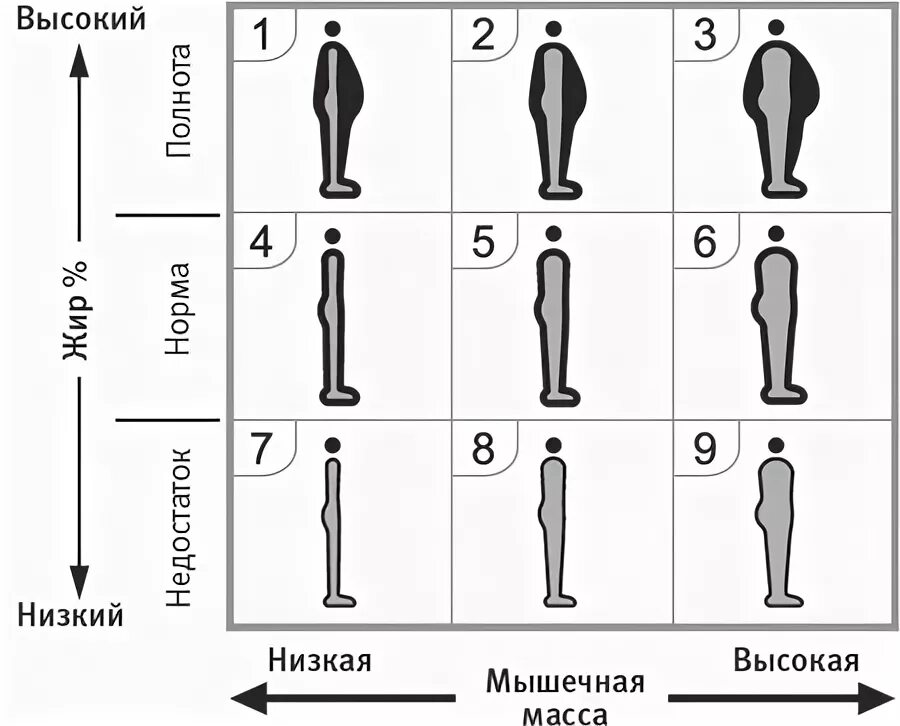 Физический Тип. Физический Тип человека. Типы физического тела. Физический Тип от 1 до 9.