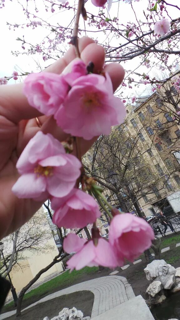 Сакура в питере где растет. Сакура в спб. сакура на литейном проспекте. цветение сакуры в спб на литейном. сад василеостровец санкт-петербург сакура.