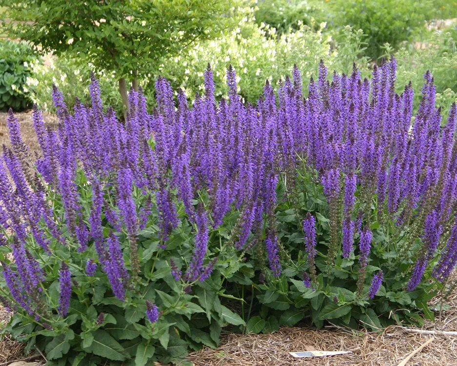 Шалфей дубравный карадонна. Шалфей стоит. Шалфей стоит. Шалфей листья ф/п 1. Шалфей лекарственный.