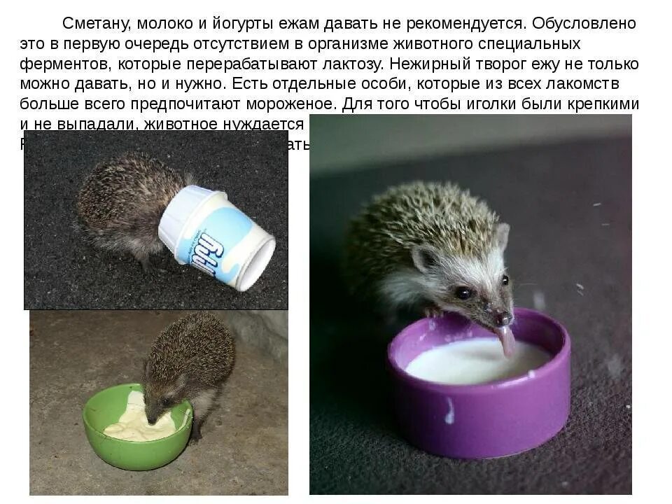 Молоко ежику. Можно ли ежам молоко. почему ежам нельзя молоко. еж и молоко. почему ежам нельзя давать молоко.