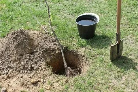 Посадил какое лицо