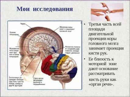 Кисть мозг