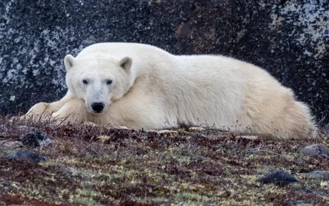 Bear look