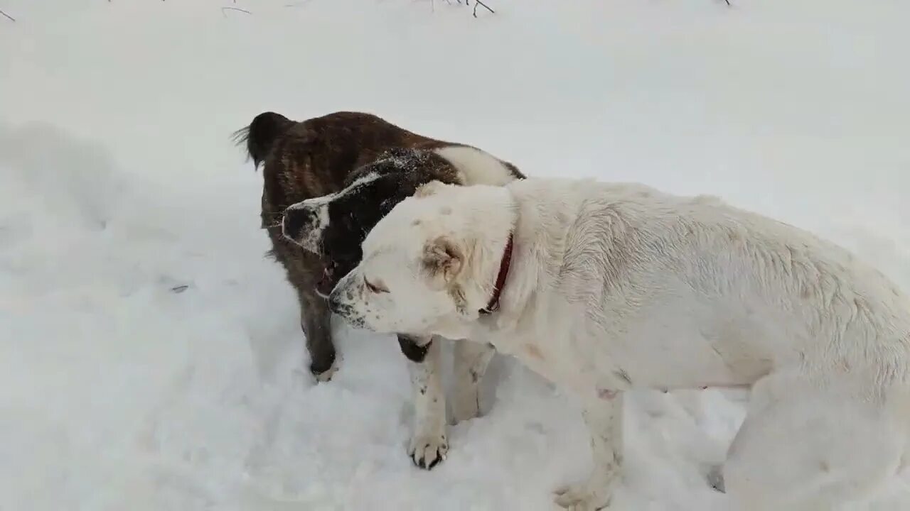 Стая алабаев. Туркменский алабай кангал. Канал алабаю. Турецкий алабай кангал. Тибетский алабай.