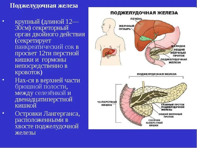 Селезенка относится к органам. 12 Перстная кишка и поджелудочная железа. Строение поджелудочной железы перешеек. Печень и 12-перстная кишка. 12 Перстная кишка печень поджелудочная железа.