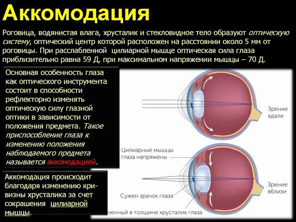 Мышцы аккомодации. Механизм аккомодации глаза. Хрусталик при напряжении аккомодации. Аккомодация хрусталика глаза. Схема аккомодации хрусталика.