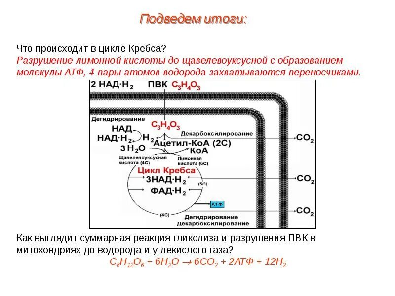 Пировиноградная кислота сколько атф. Цикл Кребса щавелевоуксусная. Этапы образования АТФ окисление атомов водорода. Щавелево уксусная кислота АТФ. Щавелевоуксусная кислота в митохондрии образуется из.