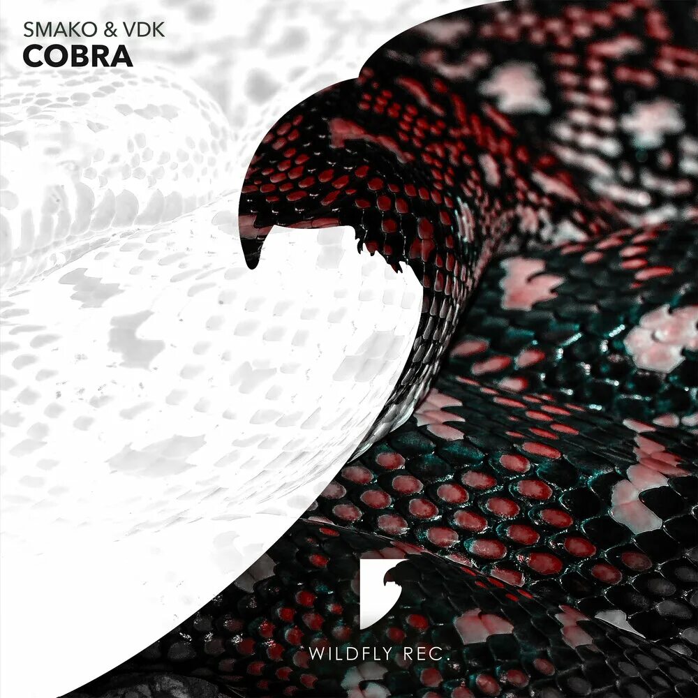 Песня cobra. Обложка песни Кобра. Музыкальное Кобра. Кобра песня. Мелодия для кобры.