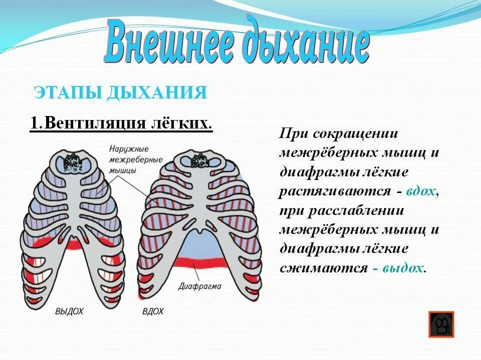 При выдохе сокращается диафрагма. При вдохе диафрагма. легкие при выдохе. фазы дыхания. лёгкие сжимаются при вдохе или выдохе.