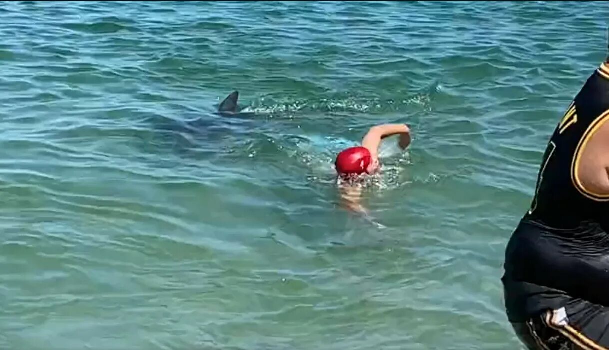 Нападение дельфинов. Дельфины нападают на людей. Дельфин нападает на человека. Нападение дельфина на человека.