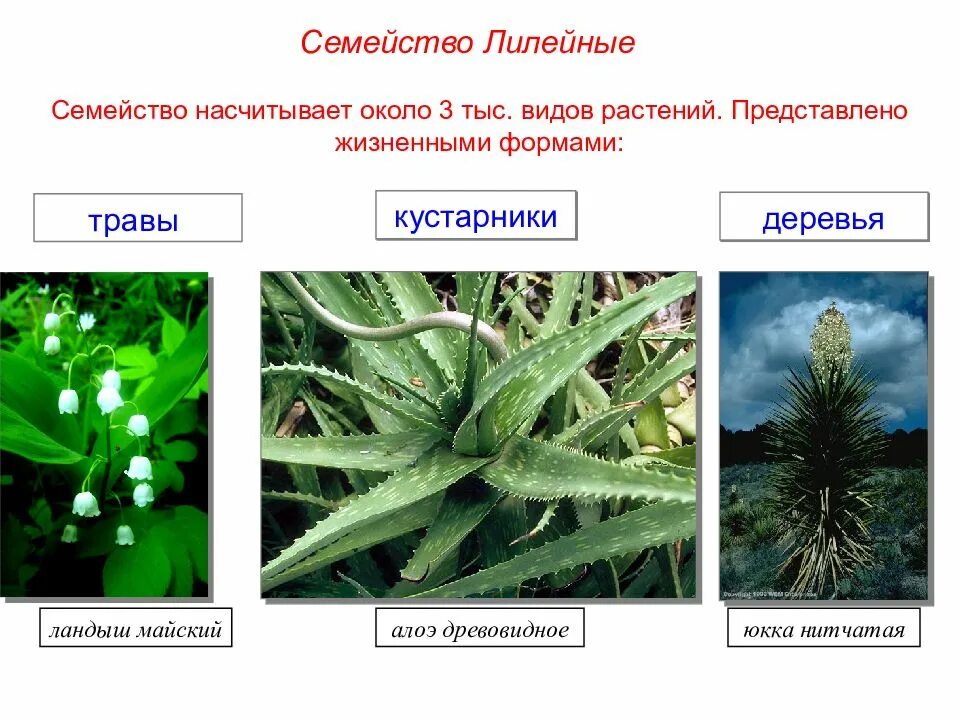 Жизненные формы однодольных растений. Алоэ древовидное лилейные. семейство лилейные жизненные формы. жизненные формы лилейных растений. форма цветка семейства лилейных.