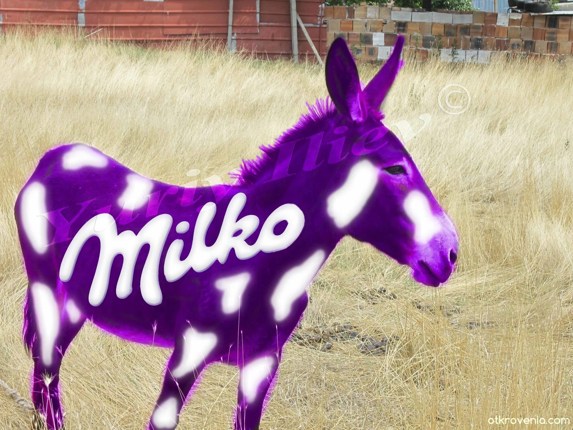 Реклама шоколада милка. Милка 100гр cherry creme *22. Милка. Milka alpine milk 300. Милка молочный и белый шоколад.
