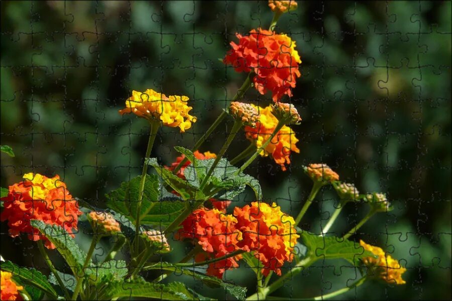 Лантана кислота. Лантана камара. растение лантана камара. lantana camara - лантана камара. лантана вариегатная.