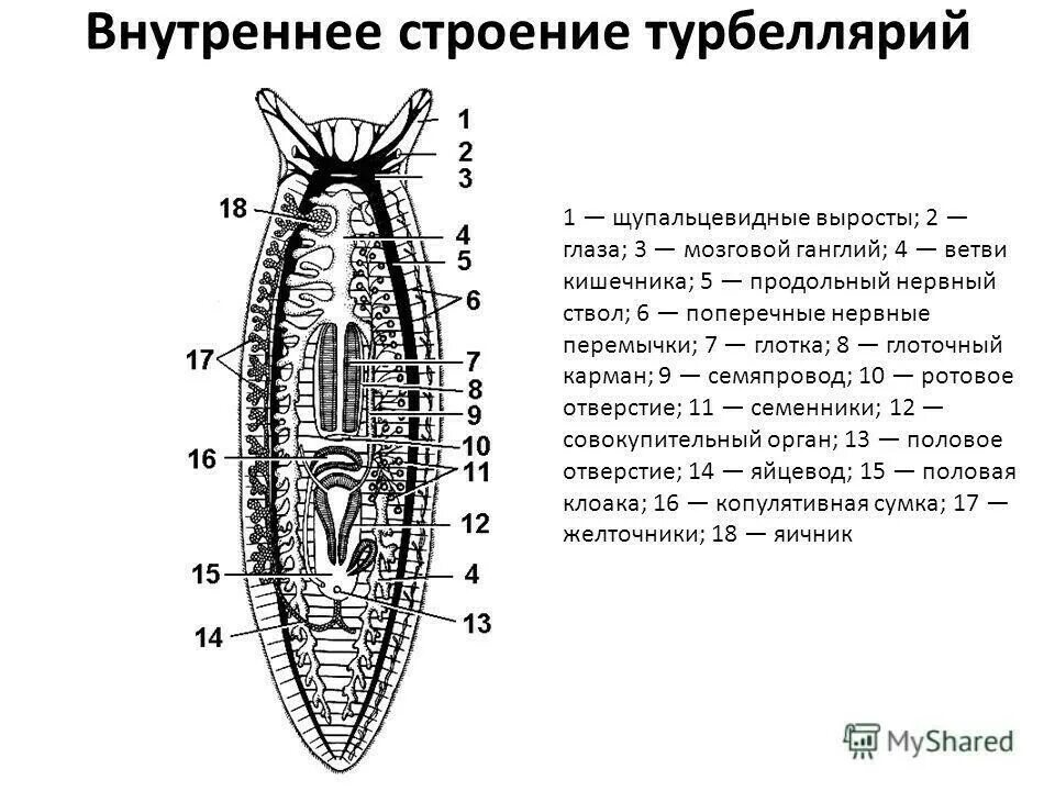 Внутреннее строение плоских. Схема строения трехветвистой турбеллярии. Внутреннее строение ресничных червей. Класс Ресничные черви внешнее строение. Ресничные плоские черви внешнее строение.