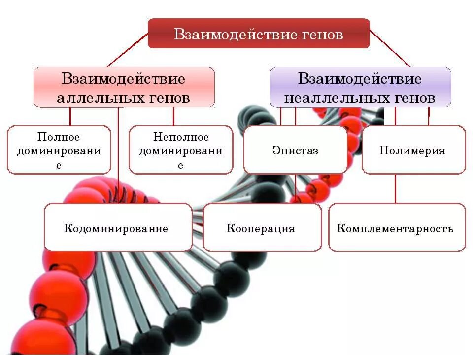 Каким может быть доминирование генов. Взаимодействие генов. взаимодействие неаллельных генов. взаимодействие аллельных генов. взаимодействие аллельных и неаллельных генов.