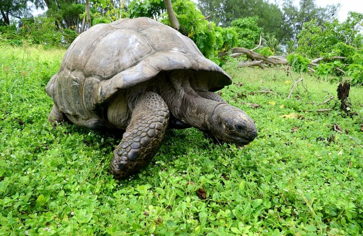 Галапагосская черепаха одинокий джордж. Среднеазиатская черепаха. Страна черепаха. Страна черепаха. Страна черепаха.