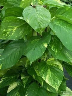 Low plants