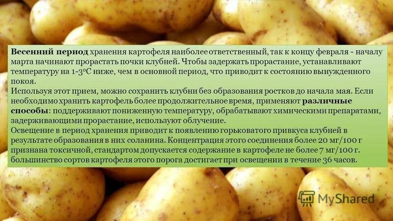 Сколько держать картофель. Хранение картофеля. Картофелеводство условия. Хранение очищенного картофеля. Особенности хранения картофеля.