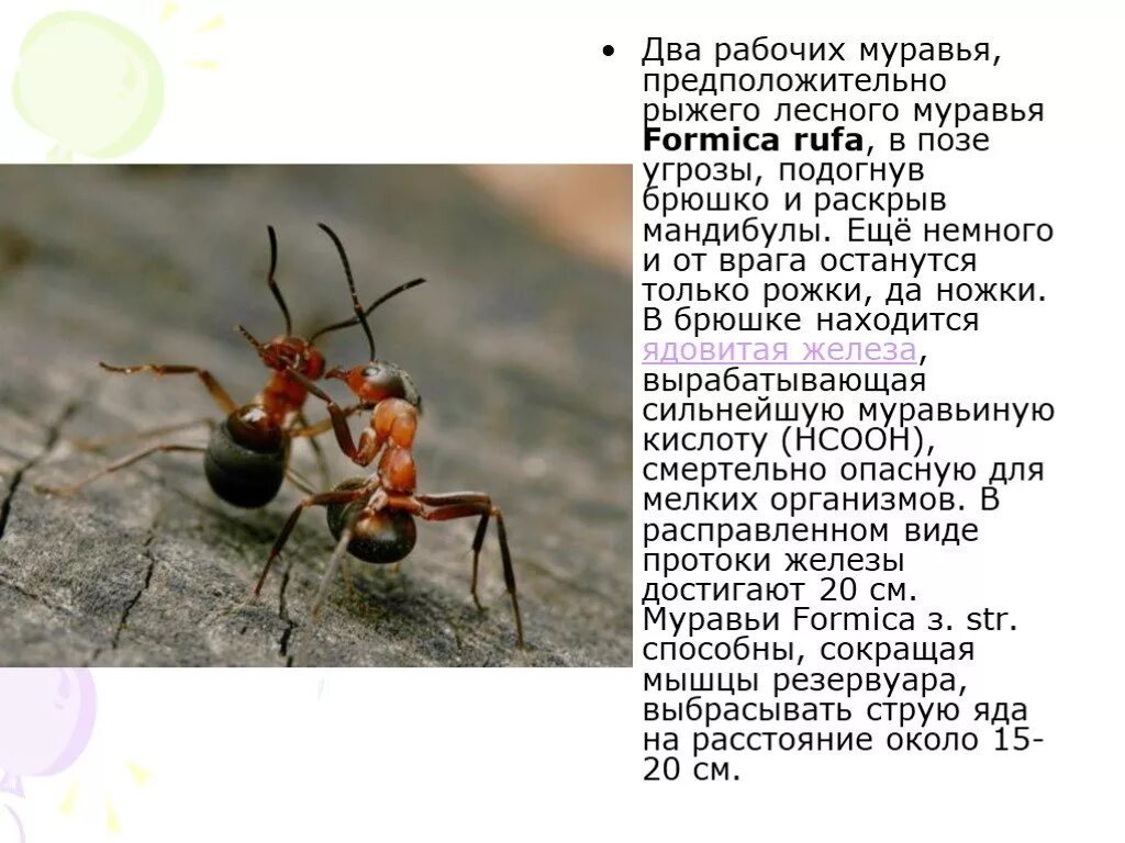 Интересные факты о лесных муравьях. Образ жизни муравья кратко. Презентация Лесной муравей. Рыжий Лесной муравей описание.
