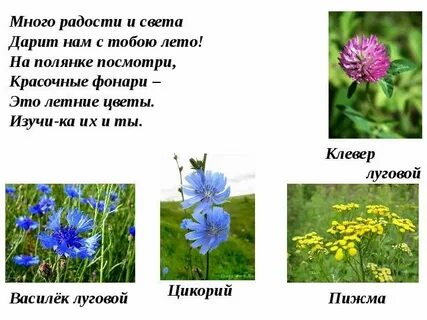 Цветок лета рассказ