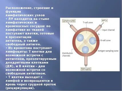 Структура расположения